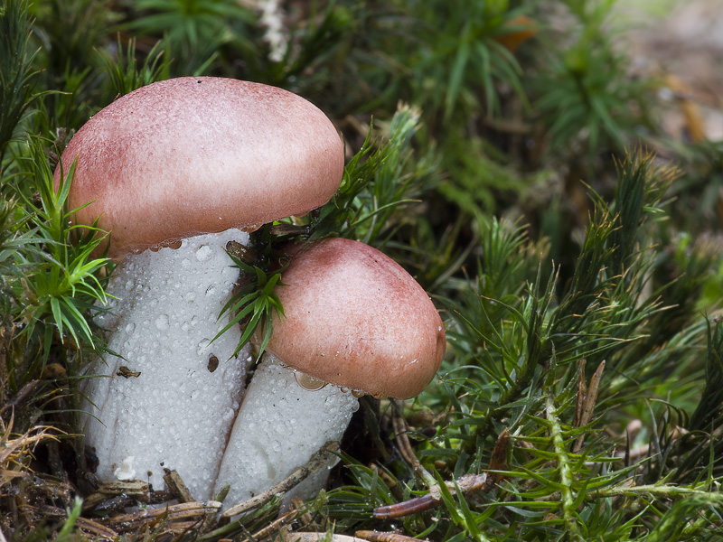 Hygrophorus persicolor